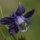 Ancolie_des_Alpes