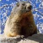 la marmotte dromoise