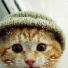 PetitChat