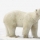 Ours blanc Ours blanc