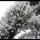 WindDust WindDust