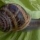 cacalaü