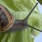 cacalaü