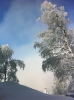 sapins noel