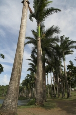 Palmiers royaux