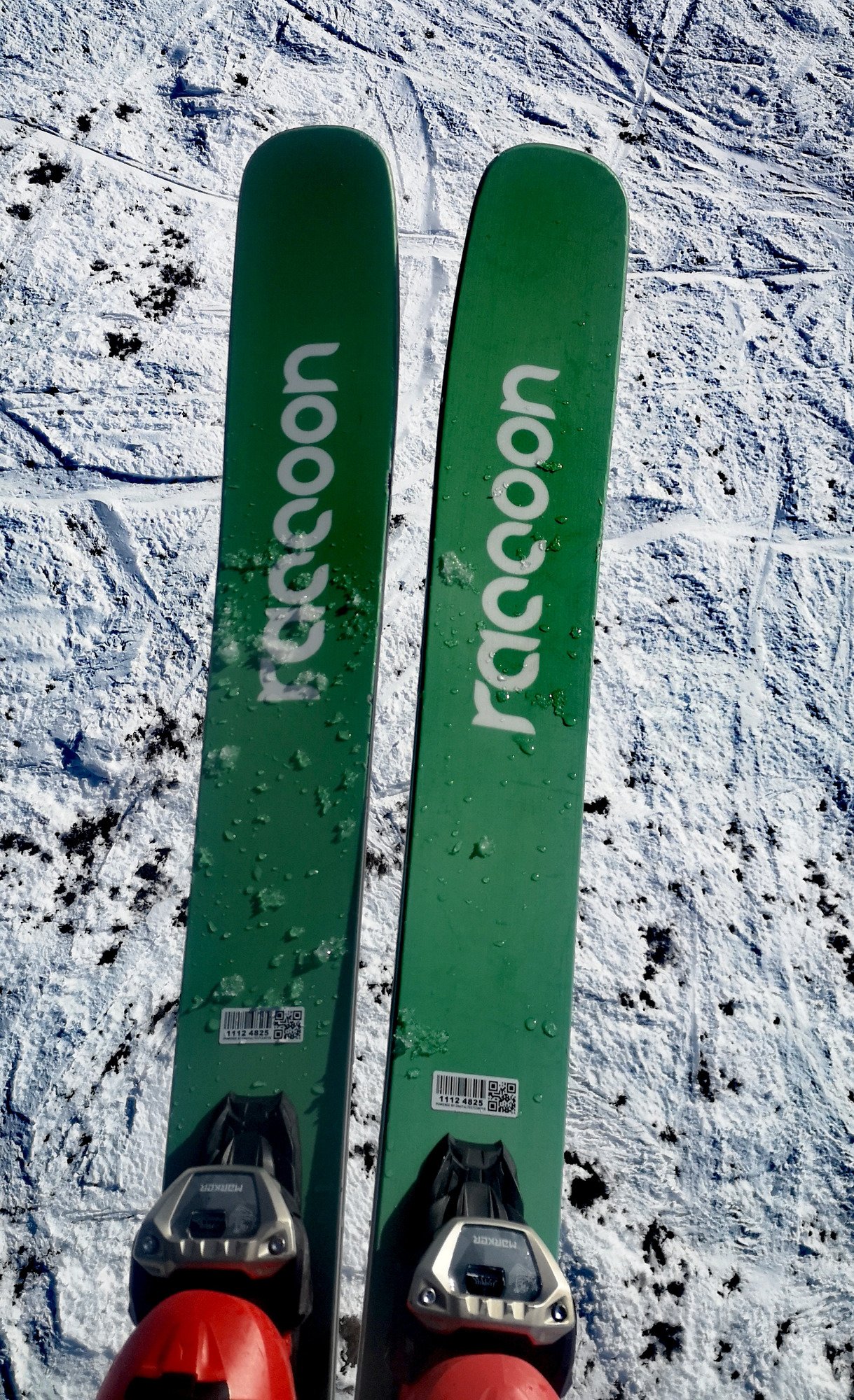 Raccoon Chinook