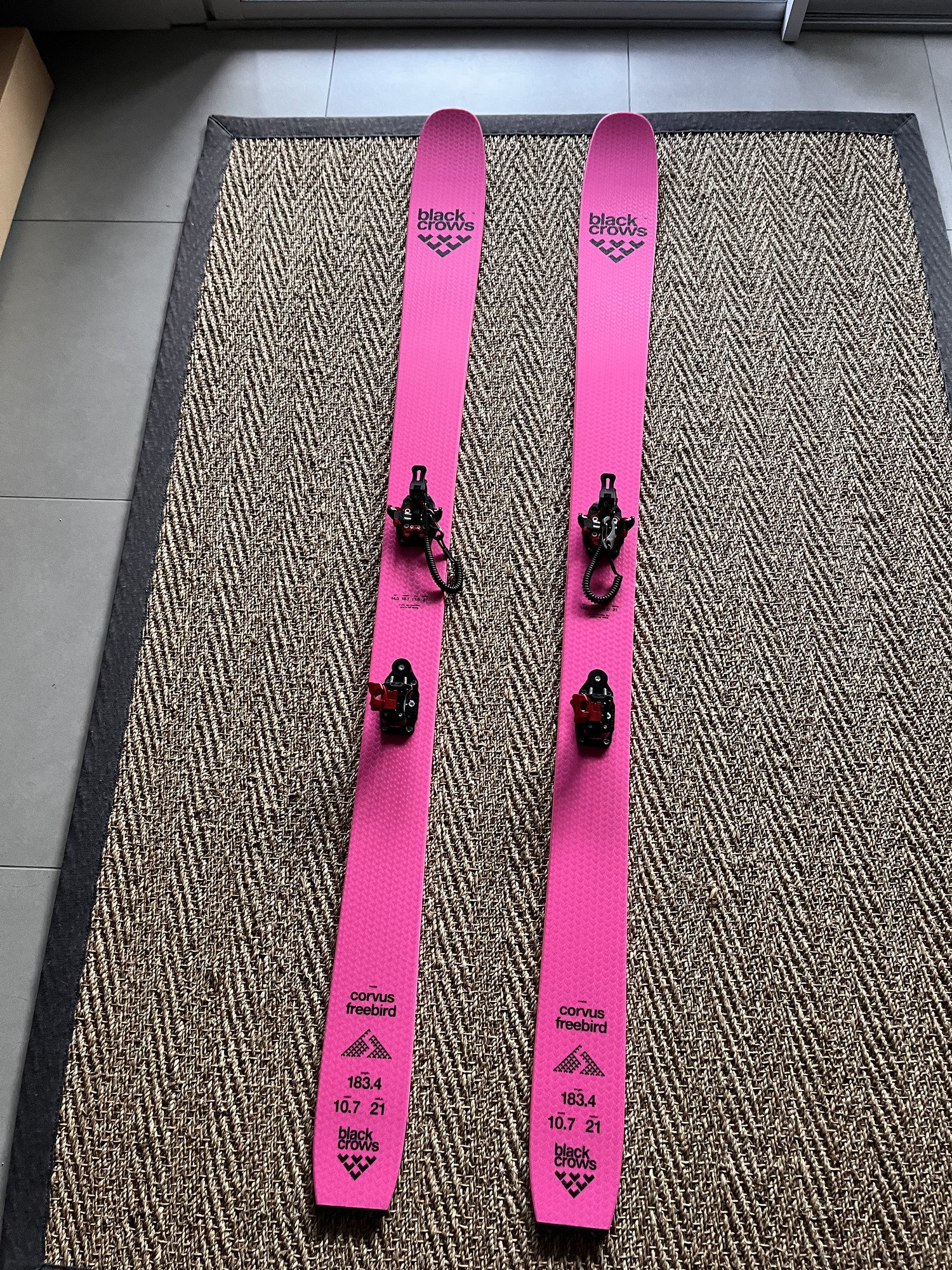 Black Crows Corvus freebird