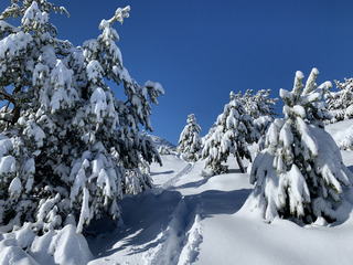 gr&eacute;oli&egrave;res les neiges-06-12-20