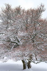 Premières neiges à Lans en Vercors