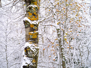 Premières neiges à Lans en Vercors