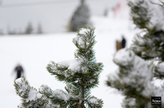 avoriaz-14-01-15