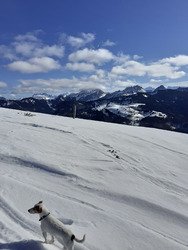 Promenade du chien 