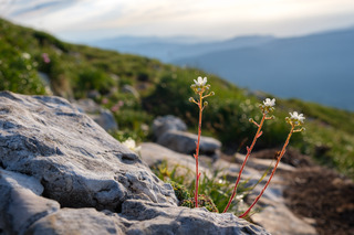 Bivouac et Bouquetins dans le Vercors