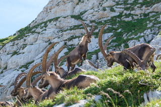 Bivouac et Bouquetins dans le Vercors