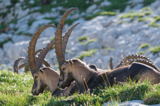 Bivouac et Bouquetins dans le Vercors