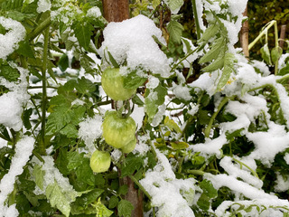 Neige en Chartreuse; Le coup de semonce 🤩