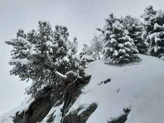 Les Grands blancs