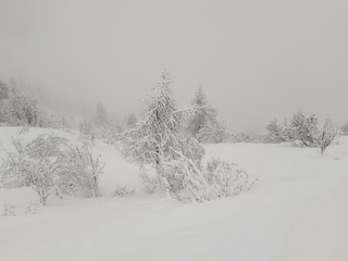Les Grands blancs