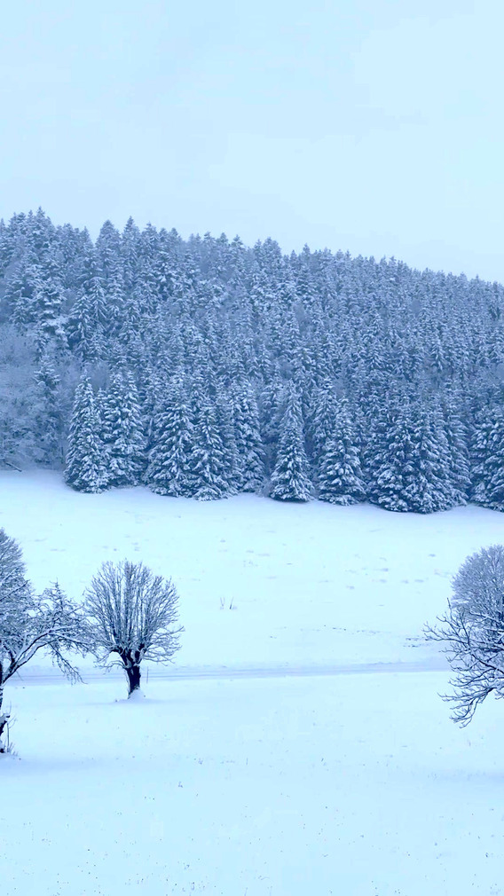Le grand retour de la neige