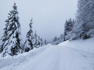 promenons nous dans les bois, pendant que le vent n y est pas