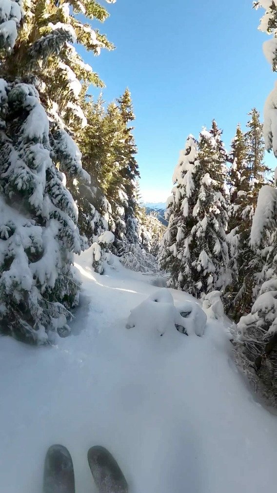 Balade entre les arbres 