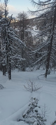 Gavage en forêt