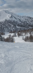 Gavage en forêt