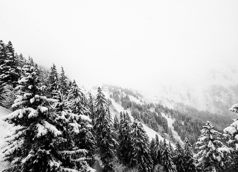 Sapins blancs = skieur content