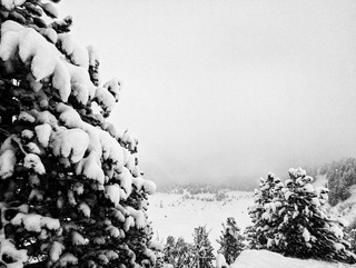 Sapins blancs = skieur content