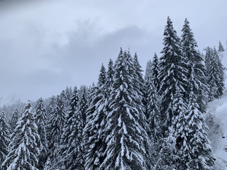 Givre, peuf et neige à canons