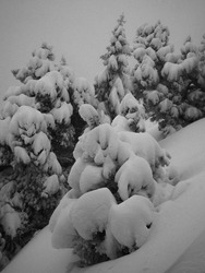 Chamechaude à la japonaise 