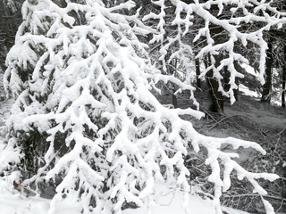 Neige fraîche et c’est reparti côté Prairie !