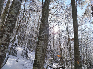 back in Chartreuse