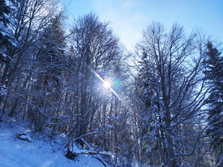back in Chartreuse
