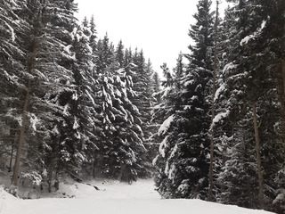 Quand il neigera, dans les sapins tu iras 😇😜