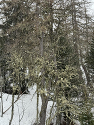 Tempête 