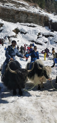 Solang Valley (India) - Ski version Bollywood
