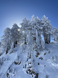 Blue Bird Day… again!