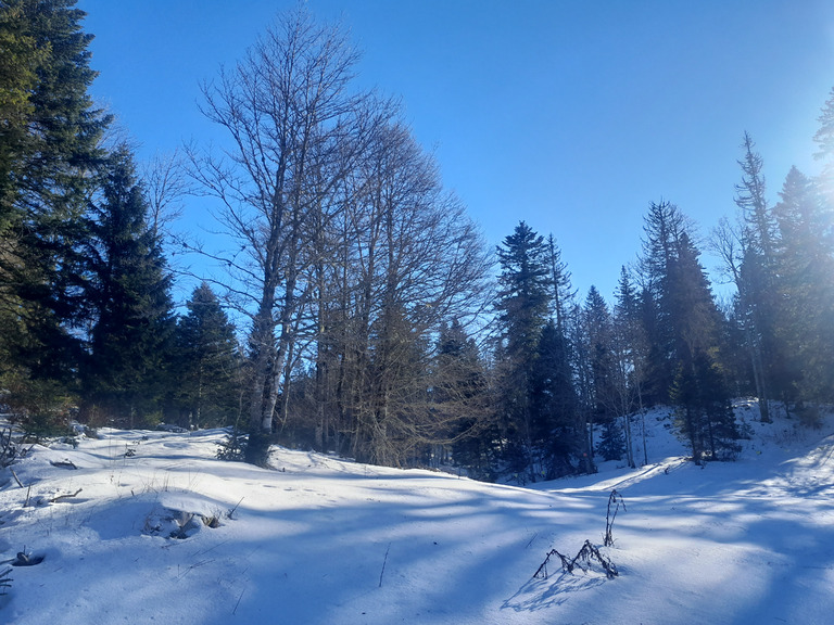 La Vattay :  neige transformée avec lichens et aiguilles d'épicéas