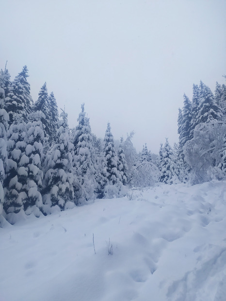 balade en foret nord belledonne