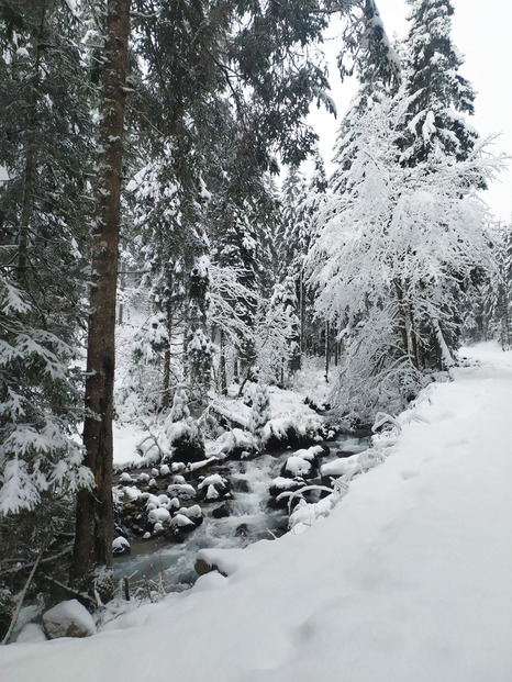 balade en foret nord belledonne