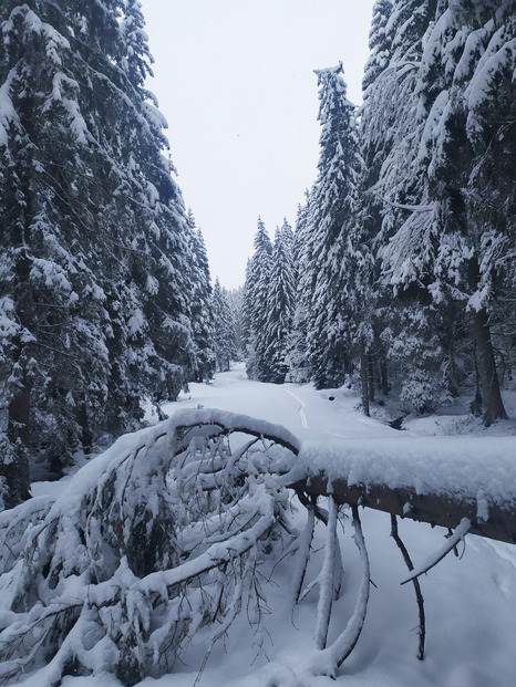 balade en foret nord belledonne