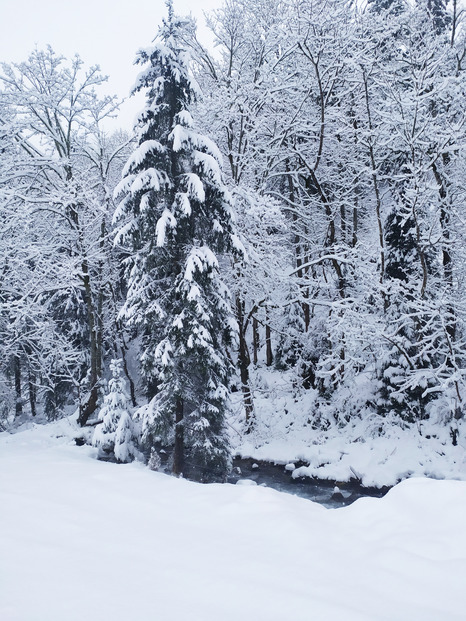 balade en foret nord belledonne