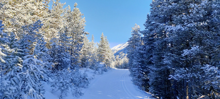 Skating sur du velours au Rosier