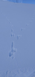 Neige fraîche 