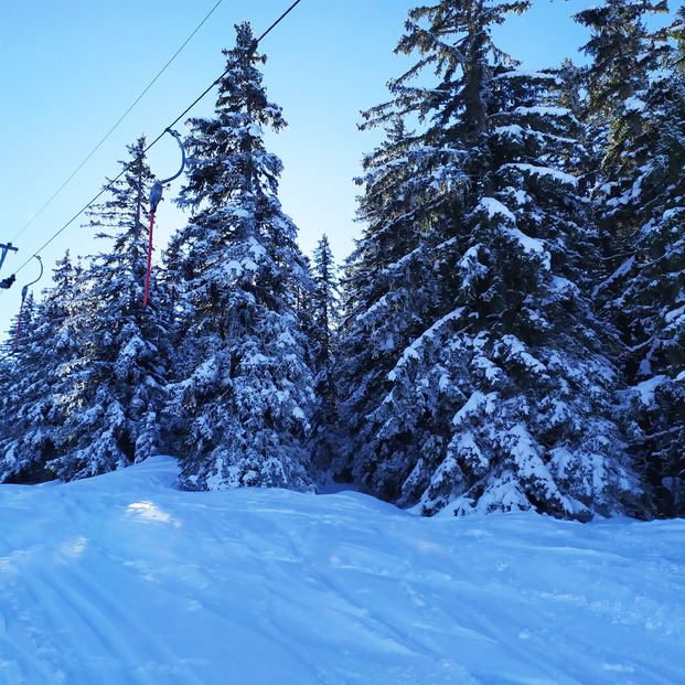 de la neige sur les sapins :-)