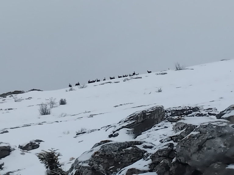 Les chamois et le blaireau