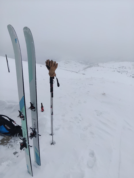 Les chamois et le blaireau