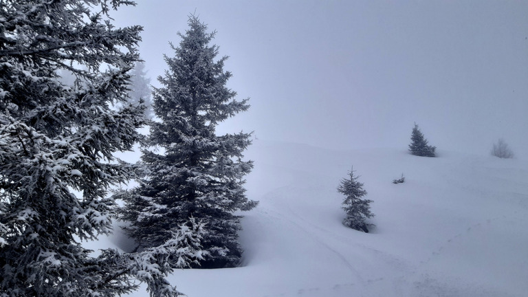 5 à 10cm dans les arbres et sous les nuages