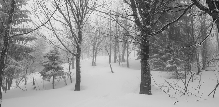 5 à 10cm dans les arbres et sous les nuages